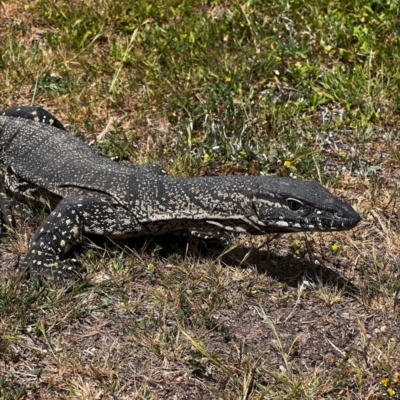 Varanus rosenbergi (Heath or Rosenberg's Monitor) at Lower Cotter Catchment - 15 Nov 2023 by RangerRiley