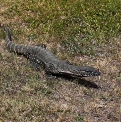 Varanus rosenbergi at Lower Cotter Catchment - 15 Nov 2023