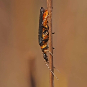 Chauliognathus lugubris at Pomaderris Nature Reserve - 12 Nov 2023