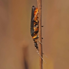 Chauliognathus lugubris (Plague Soldier Beetle) at Pomaderris Nature Reserve - 11 Nov 2023 by ConBoekel