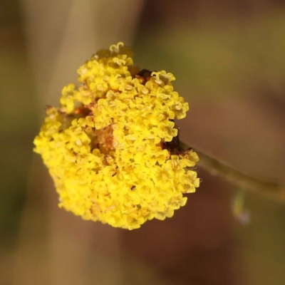 Craspedia variabilis (Common Billy Buttons) at Pomaderris Nature Reserve - 11 Nov 2023 by ConBoekel