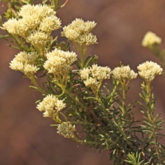 Cassinia aculeata subsp. aculeata (Dolly Bush, Common Cassinia, Dogwood) at Gundary, NSW - 11 Nov 2023 by ConBoekel