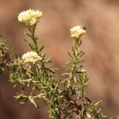 Cassinia aculeata subsp. aculeata at Pomaderris Nature Reserve - 12 Nov 2023