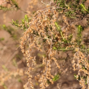 Cassinia sifton at Pomaderris Nature Reserve - 12 Nov 2023 10:53 AM