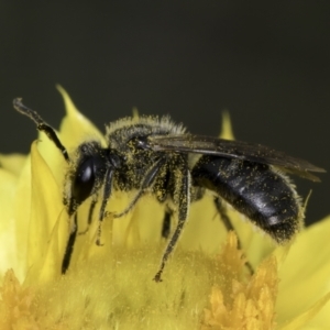 Lasioglossum (Chilalictus) sp. (genus & subgenus) at McKellar, ACT - 14 Nov 2023 11:09 AM