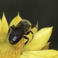 Lasioglossum (Chilalictus) sp. (genus & subgenus) at McKellar, ACT - 14 Nov 2023 11:09 AM