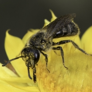 Lasioglossum (Chilalictus) sp. (genus & subgenus) at McKellar, ACT - 14 Nov 2023 11:09 AM