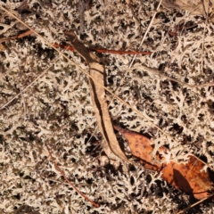 Cladia corallaizon at Pomaderris Nature Reserve - 12 Nov 2023 by ConBoekel