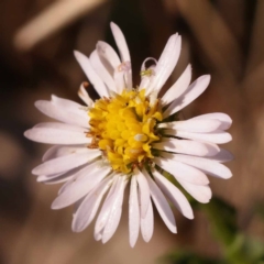 Calotis cuneifolia (Purple Burr-daisy) at Pomaderris Nature Reserve - 12 Nov 2023 by ConBoekel