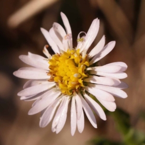 Calotis cuneifolia at Pomaderris Nature Reserve - 12 Nov 2023 10:50 AM