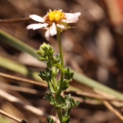 Calotis cuneifolia at Pomaderris Nature Reserve - 12 Nov 2023 10:50 AM