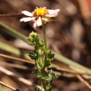 Calotis cuneifolia at Pomaderris Nature Reserve - 12 Nov 2023