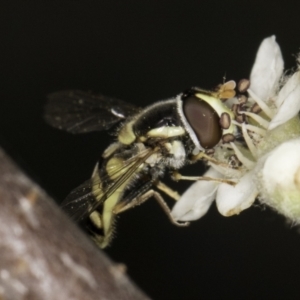 Simosyrphus grandicornis at McKellar, ACT - 14 Nov 2023 11:15 AM