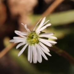 Lagenophora stipitata (Common Lagenophora) at Gundary, NSW - 11 Nov 2023 by ConBoekel