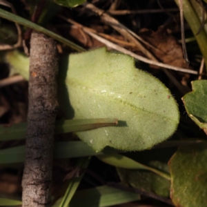 Lagenophora stipitata at Pomaderris Nature Reserve - 12 Nov 2023