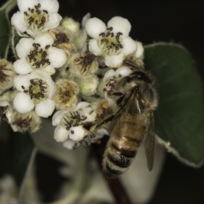 Apis mellifera (European honey bee) at Croke Place Grassland (CPG) - 14 Nov 2023 by kasiaaus