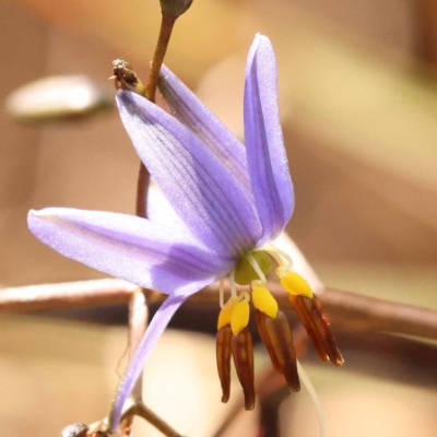 Dianella revoluta (Black-Anther Flax Lily) at Gundary, NSW - 12 Nov 2023 by ConBoekel