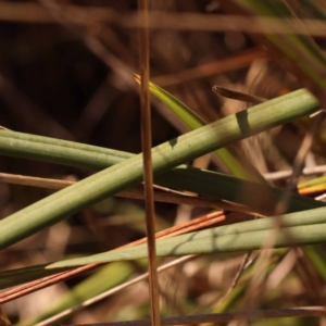 Dianella revoluta at Pomaderris Nature Reserve - 12 Nov 2023