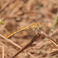 Diplacodes bipunctata (Wandering Percher) at Pomaderris Nature Reserve - 12 Nov 2023 by ConBoekel