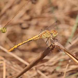 Diplacodes bipunctata at Pomaderris Nature Reserve - 12 Nov 2023