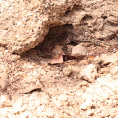 Tachyglossus aculeatus (Short-beaked Echidna) at Pomaderris Nature Reserve - 12 Nov 2023 by ConBoekel