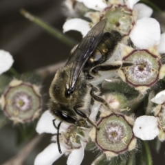 Leioproctus (Leioproctus) amabilis (A plaster bee) at Croke Place Grassland (CPG) - 14 Nov 2023 by kasiaaus