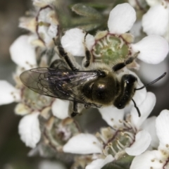 Leioproctus (Leioproctus) amabilis at McKellar, ACT - 14 Nov 2023