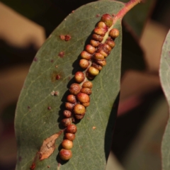 Leptocybe invasa (Eucalyptus Stem Gall Wasp) at Pomaderris Nature Reserve - 12 Nov 2023 by ConBoekel