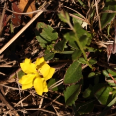 Goodenia hederacea subsp. hederacea (Ivy Goodenia, Forest Goodenia) at Gundary, NSW - 11 Nov 2023 by ConBoekel