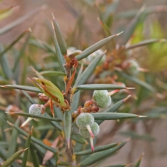 Lissanthe strigosa subsp. subulata (Peach Heath) at Pomaderris Nature Reserve - 11 Nov 2023 by ConBoekel