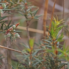 Lissanthe strigosa subsp. subulata at Pomaderris Nature Reserve - 12 Nov 2023