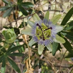 Passiflora caerulea (Blue Passionflower) at Nicholls, ACT - 15 Nov 2023 by Jiggy