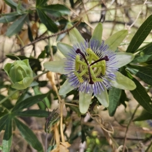 Passiflora caerulea at Nicholls, ACT - 15 Nov 2023