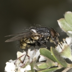 Calliphora stygia (Brown blowfly or Brown bomber) at Croke Place Grassland (CPG) - 14 Nov 2023 by kasiaaus