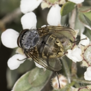 Calliphora stygia at McKellar, ACT - 14 Nov 2023