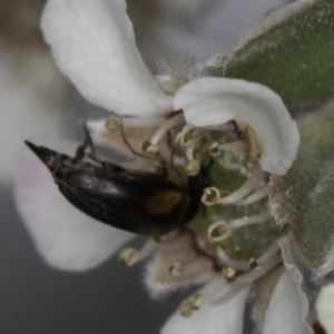 Mordellidae (family) at McKellar, ACT - 14 Nov 2023