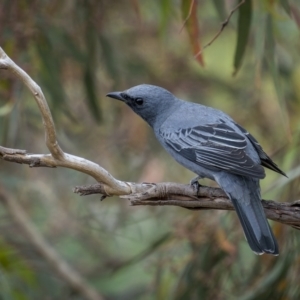 Edolisoma tenuirostre at Mount Majura - 15 Nov 2023