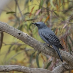 Edolisoma tenuirostre at Mount Majura - 15 Nov 2023 09:20 AM