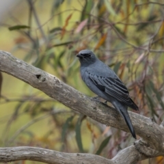 Edolisoma tenuirostre at Mount Majura - 15 Nov 2023 09:20 AM