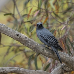 Edolisoma tenuirostre at Mount Majura - 15 Nov 2023