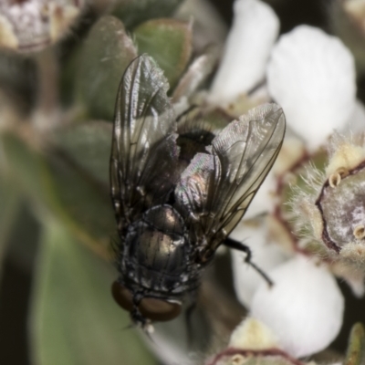 Calliphoridae (family) (Unidentified blowfly) at Croke Place Grassland (CPG) - 14 Nov 2023 by kasiaaus