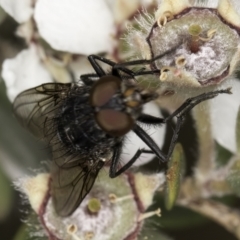 Calliphoridae (family) at McKellar, ACT - 14 Nov 2023 11:17 AM