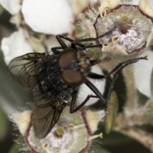 Calliphoridae (family) at McKellar, ACT - 14 Nov 2023 11:17 AM