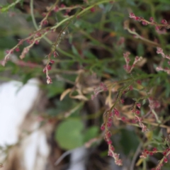 Gonocarpus tetragynus (Common Raspwort) at Gundary, NSW - 11 Nov 2023 by ConBoekel