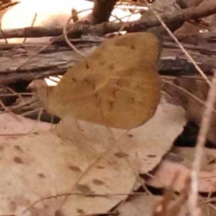 Heteronympha merope (Common Brown Butterfly) at Gundary, NSW - 12 Nov 2023 by ConBoekel