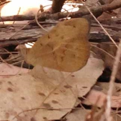 Heteronympha merope (Common Brown Butterfly) at Pomaderris Nature Reserve - 12 Nov 2023 by ConBoekel