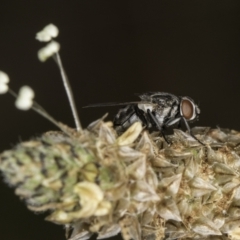 Diptera (order) (Fly - Unidentified) at Croke Place Grassland (CPG) - 14 Nov 2023 by kasiaaus