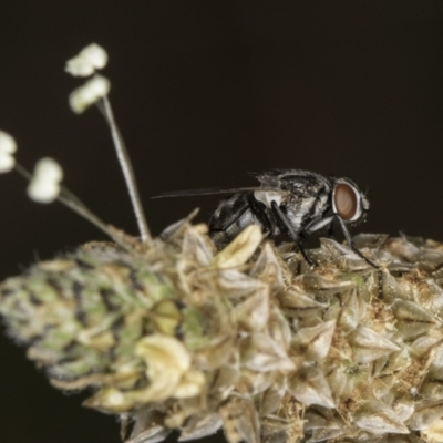 Diptera (order) (Fly - Unidentified) at McKellar, ACT - 14 Nov 2023 by kasiaaus