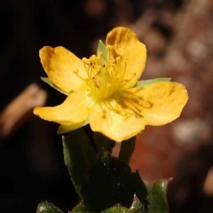 Hypericum gramineum (Small St Johns Wort) at Pomaderris Nature Reserve - 12 Nov 2023 by ConBoekel