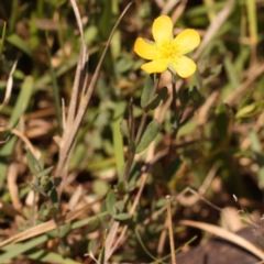 Hypericum gramineum at Pomaderris Nature Reserve - 12 Nov 2023 11:12 AM